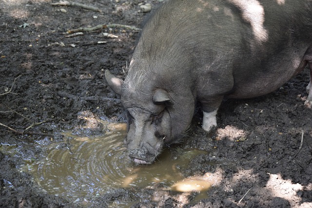 选手的多样 选手的多样